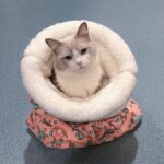 Cat Sleeping Bag Pink - Image 2